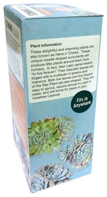 Stunning Sedum Glass Terrarium Seed Starting Kit