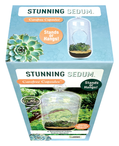 Stunning Sedum Glass Terrarium Seed Starting Kit