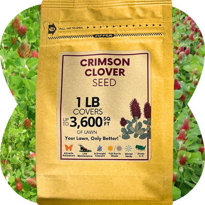 Crimson Clover Seed