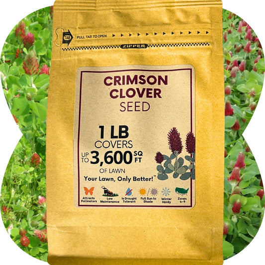 Crimson Clover Seed