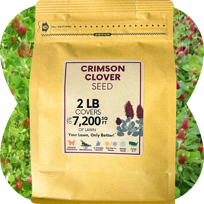 Crimson Clover Seed