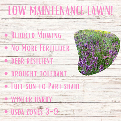 Creeping Thyme Easy Spread Shaker