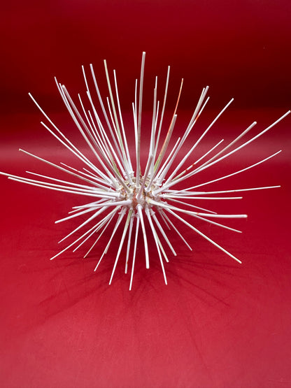 Caledonia Deep Water Urchin with Spines 6" – Coelopleurus maculatus