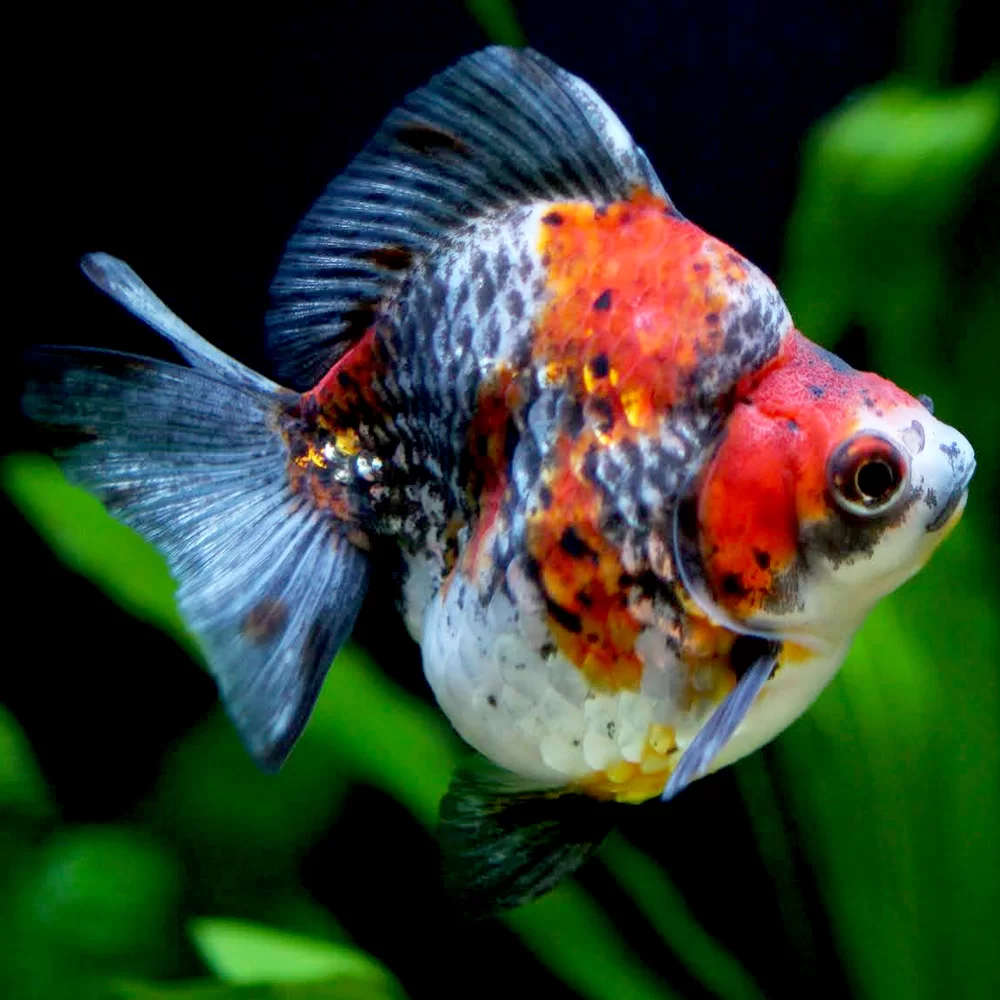 3" Ryukin Calico