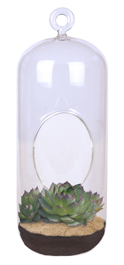 Stunning Sedum Glass Terrarium Seed Starting Kit