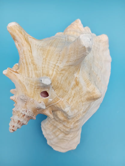 6.6" Pierced Queen Conch Display Shell –  Strombus gigas