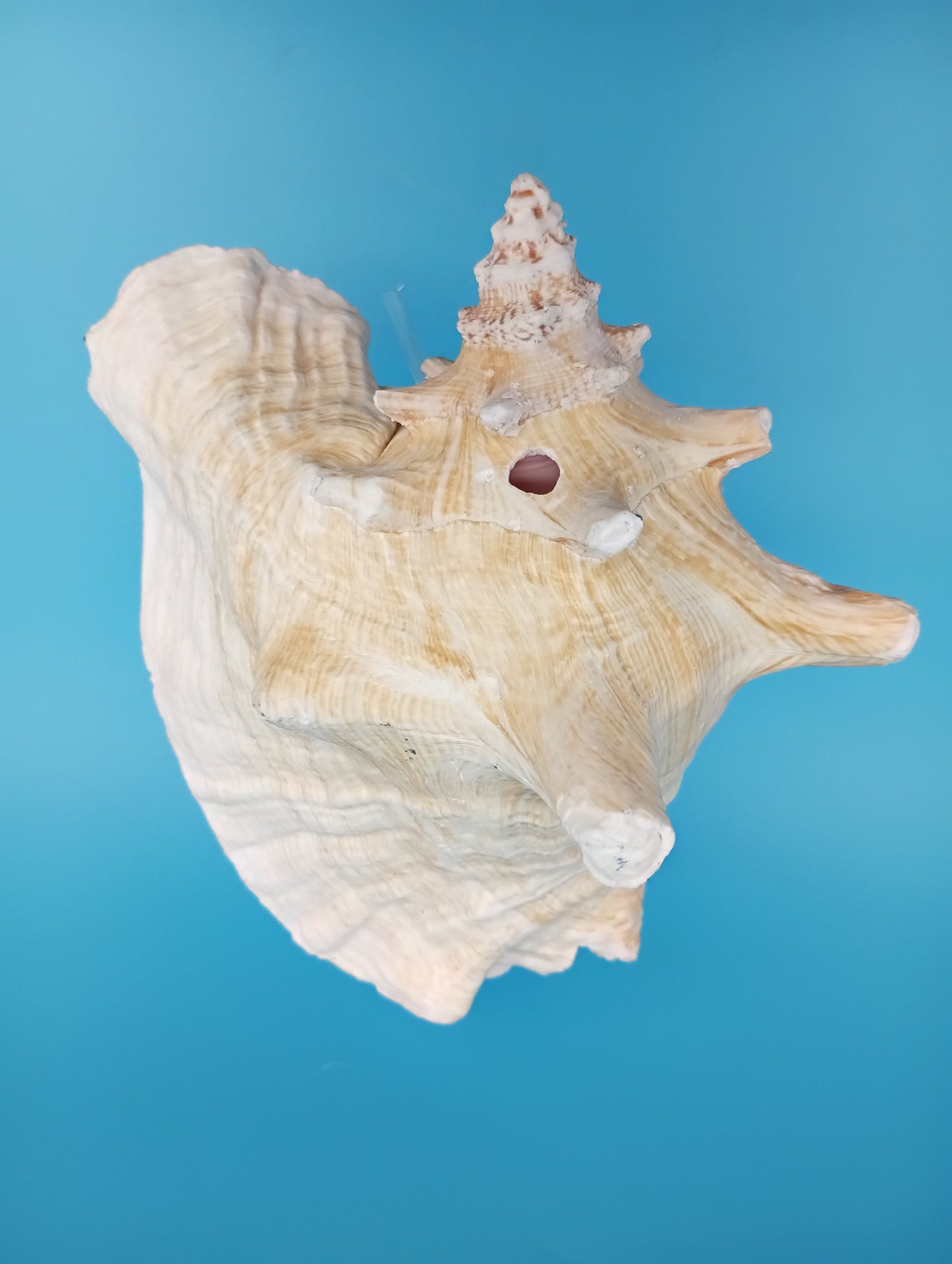 6.6" Pierced Queen Conch Display Shell –  Strombus gigas
