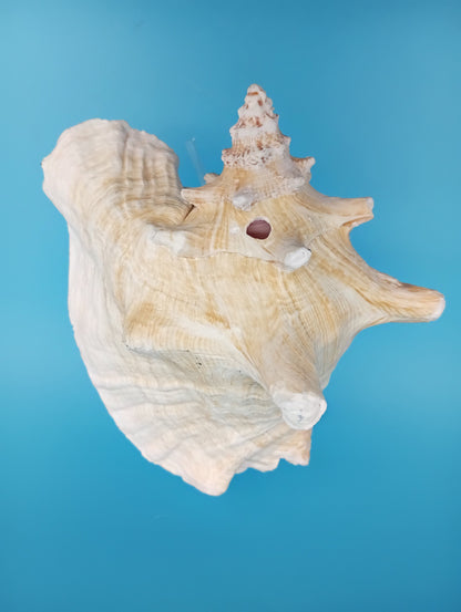 6.6" Pierced Queen Conch Display Shell –  Strombus gigas