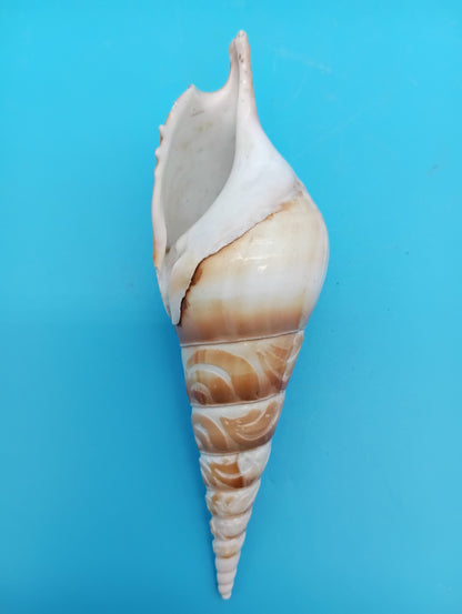 Carved Tibia Shell with Coastal Scene – 4.9"