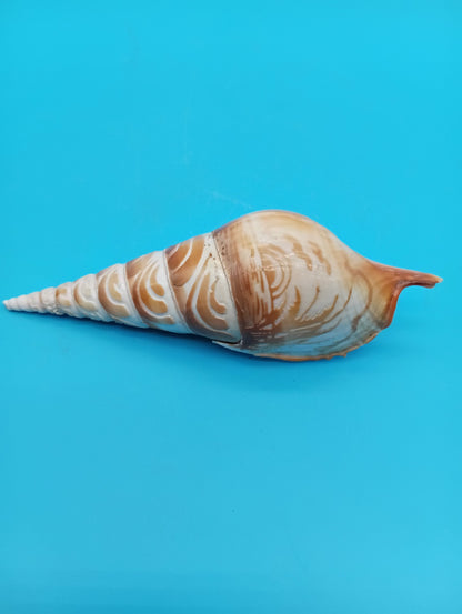 Carved Tibia Shell with Coastal Scene – 4.9"