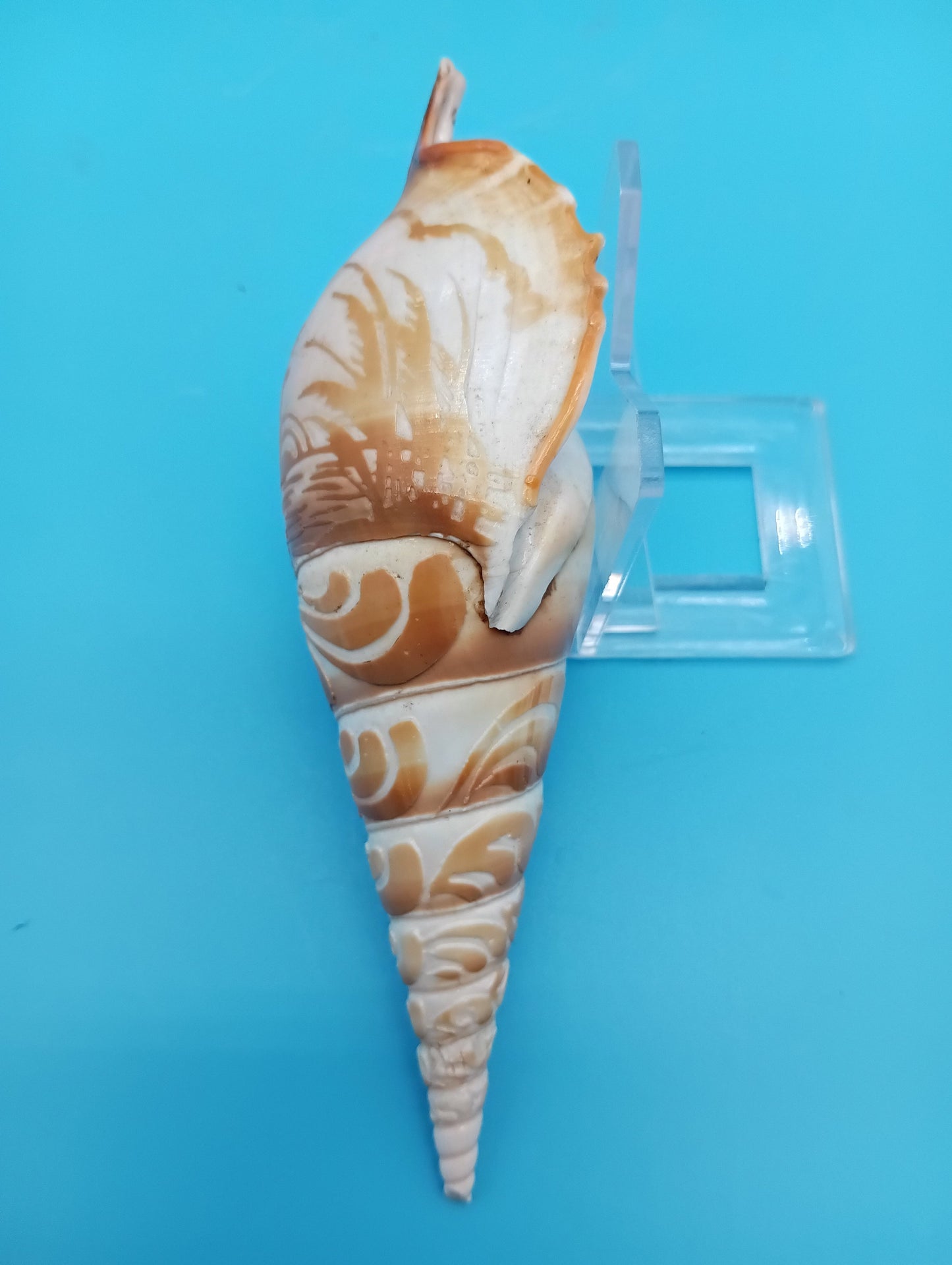 Carved Tibia Shell with Coastal Scene – 4.9"