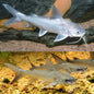 Salmon catfish