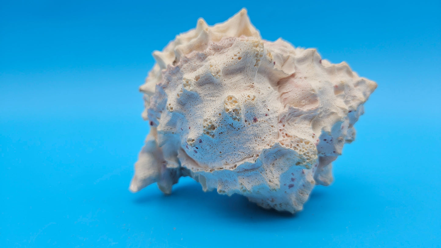 Freak Double Lip Pink Murex – Chicoreus palmarosae 4.4"