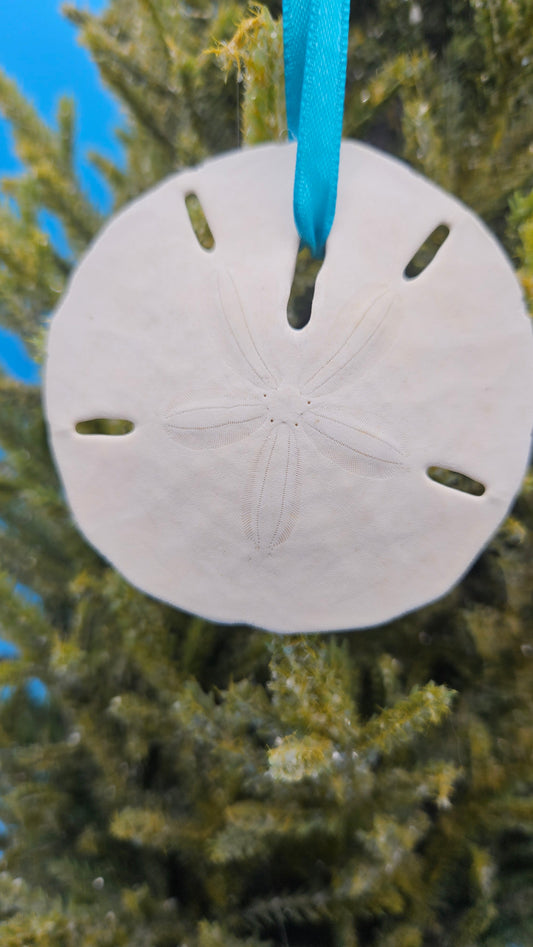 Christmas Ornament - Coastal Sand Dollar Holiday Decor Real Shell 2.5"