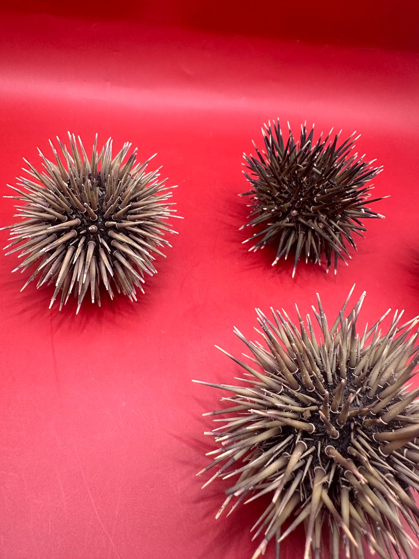 Pink Urchin with Spines 3"+ – Echinometra mathaei