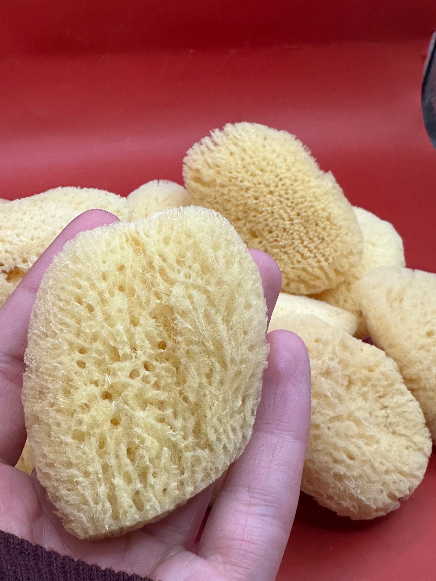 Natural Cosmetic Sea Sponge – 2–2.5"