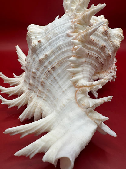 Large Murex Ramosus Display Shell - Chicoreus ramosus Pink & White Coastal Decor 9.5"