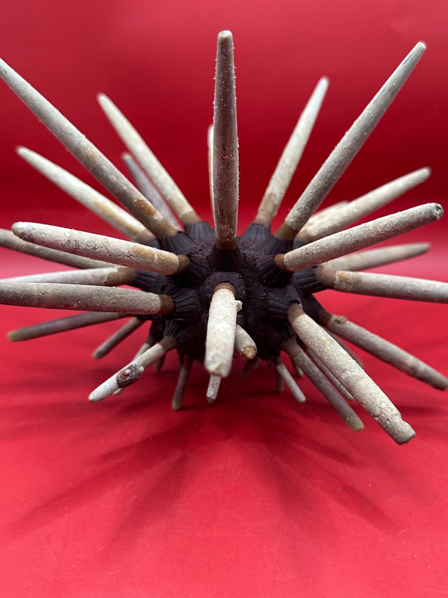 Club Urchin with Spines – Phyllacanthus parvispinus, 9"