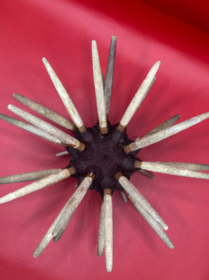 Club Urchin with Spines – Phyllacanthus parvispinus, 9"