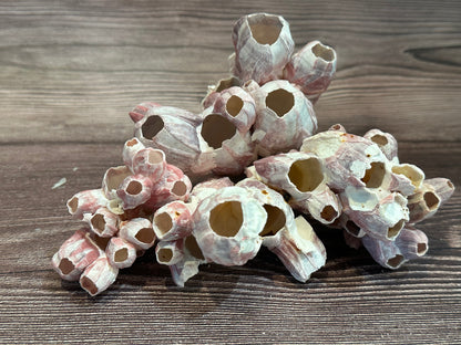 Gulf of America Barnacles Small- 1-3" & 3-5" Clusters