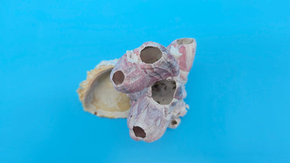 Barnacle Bloom with Scallop Display – Small Coastal Decor Specimen