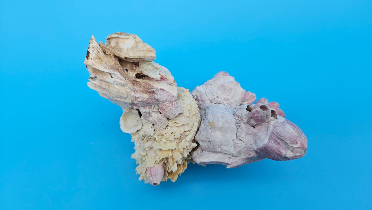 Barnacle with Jewel Box Shell Display – Premium Coastal Decor Specimen 5x3x3.5