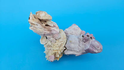 Barnacle with Jewel Box Shell Display – Premium Coastal Decor Specimen 5x3x3.5