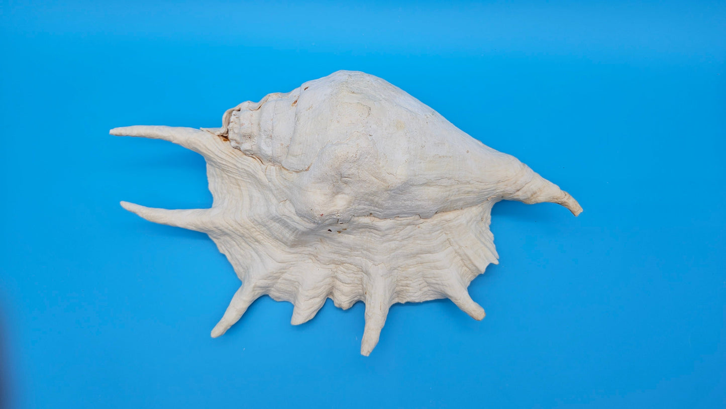 White Lambis Truncata Shell (Lambis truncata) – 12.75"