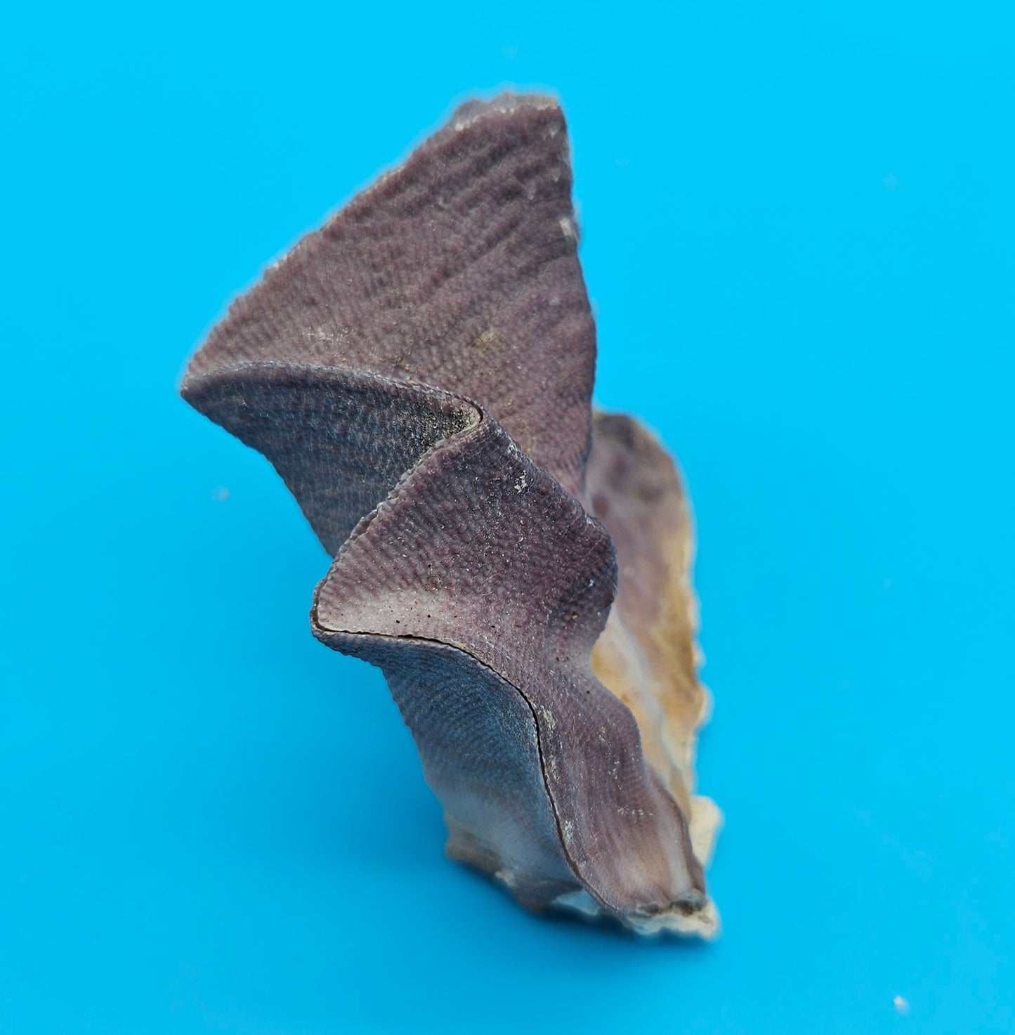 Mini Cockscomb (Zigzag) Oyster – Lopha cristagalli 2.7"