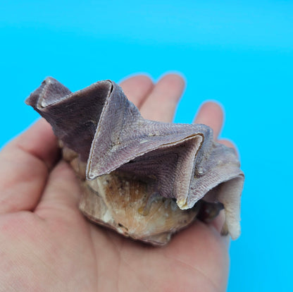 Small Cockscomb (Zigzag) Oyster – Lopha cristagalli