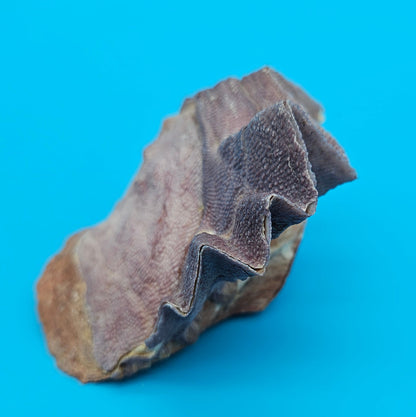 Small Cockscomb (Zigzag) Oyster – Lopha cristagalli