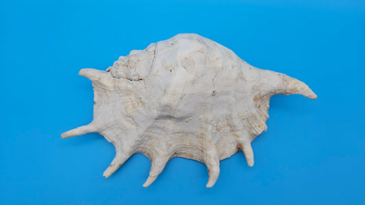 White Lambis Truncata Shell (Lambis truncata) – 10"