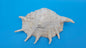 White Lambis Truncata Shell (Lambis truncata) – 10"