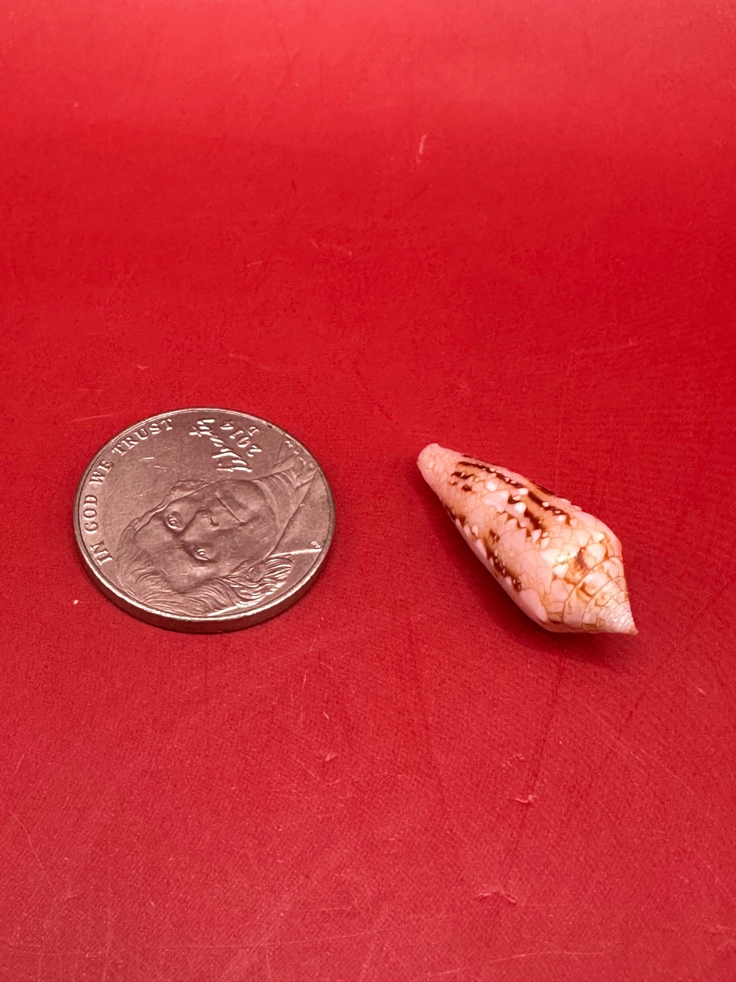 Ambassador Cone Shell 22.4mm – Conus legatus with Documentation
