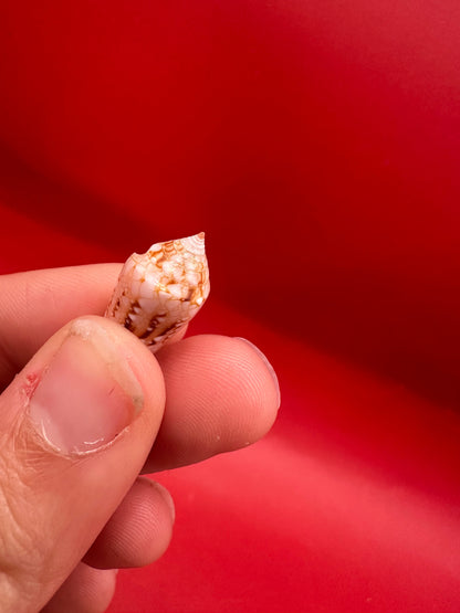 Ambassador Cone Shell 22.4mm – Conus legatus with Documentation