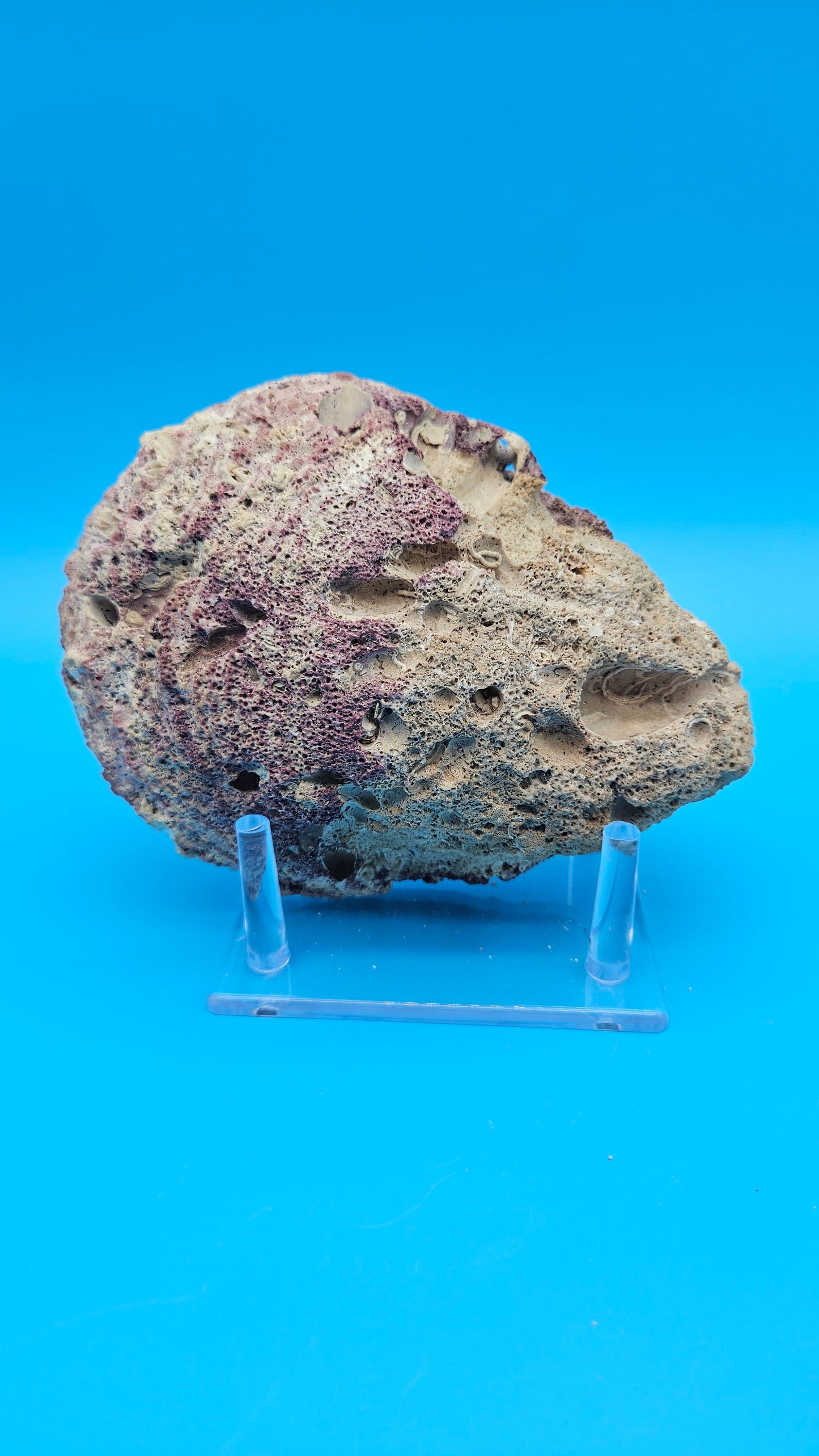 Large Rock Scallop Crassadoma gigantea Display Shell – 6.6"