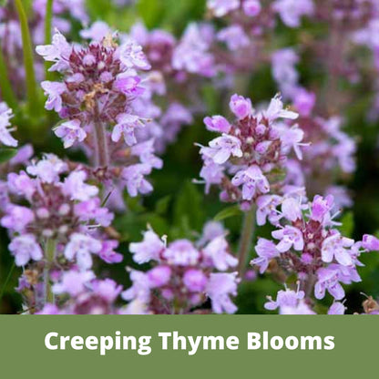 Creeping Thyme Easy Spread Shaker