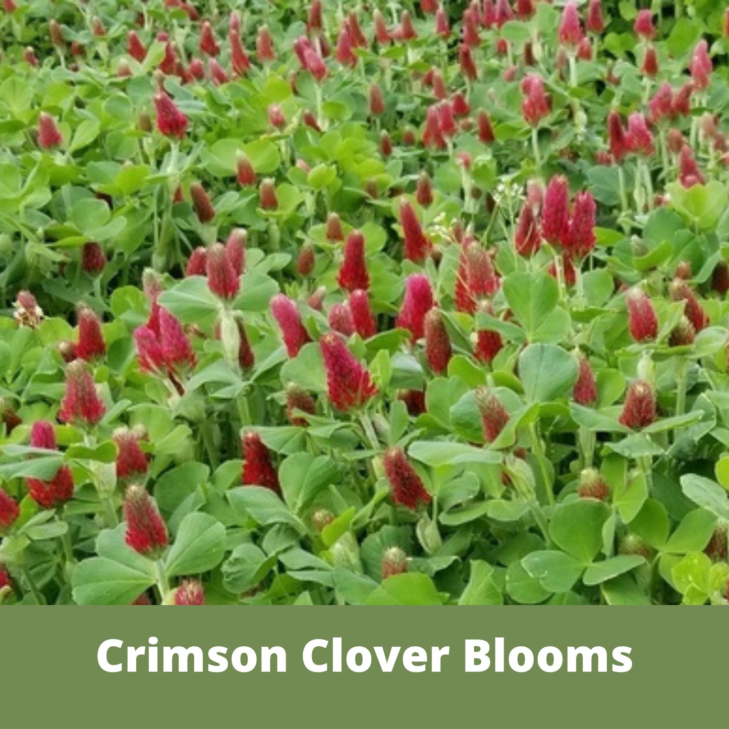 Crimson Clover Eco-Friendly Seeding Kit