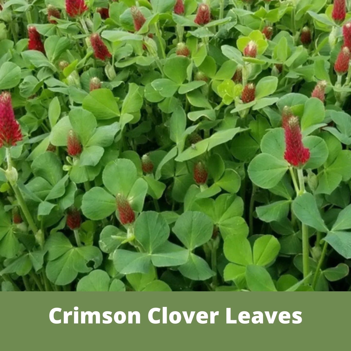 Crimson Clover Seed