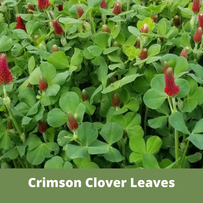 Crimson Clover Seed