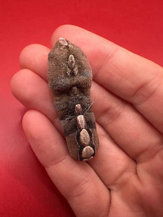 Small Cryptoplax oculata Chiton Display Shell – Documented Specimen from the Philippines