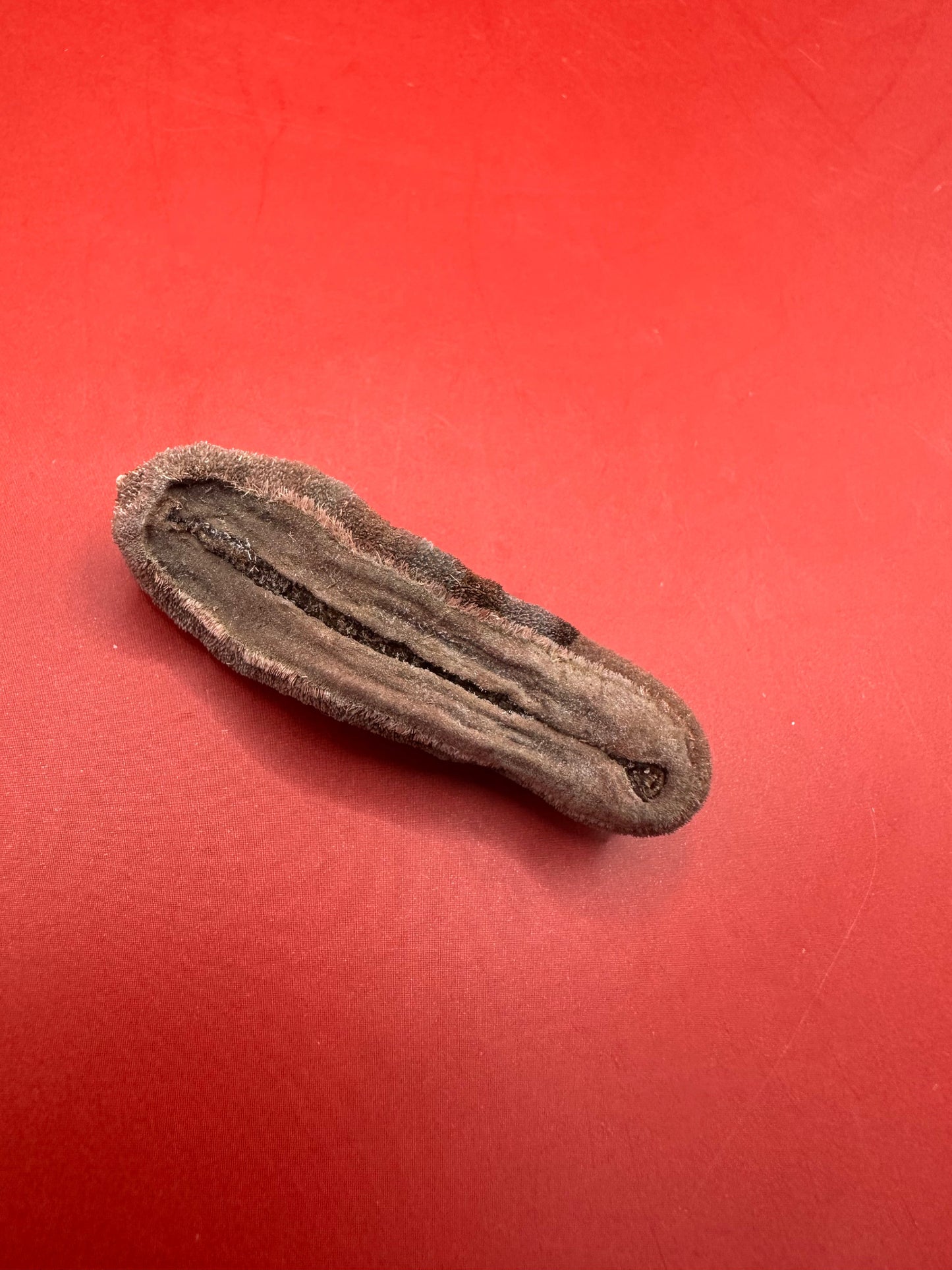 Small Cryptoplax oculata Chiton Display Shell – Documented Specimen from the Philippines