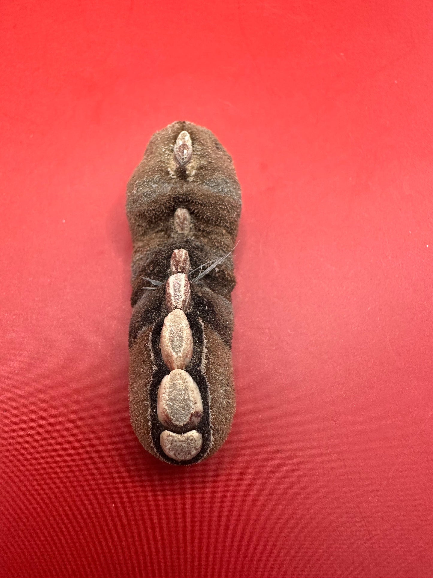 Small Cryptoplax oculata Chiton Display Shell – Documented Specimen from the Philippines