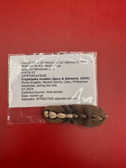Small Cryptoplax oculata Chiton Display Shell – Documented Specimen from the Philippines