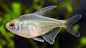 Diamond Tetra PACK OF 6