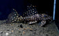 Galaxy Pleco (Vampire Pleco)