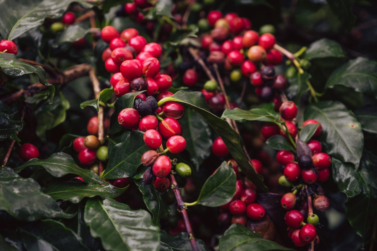 Finca Terrerito- Finca La Unica (Natural)