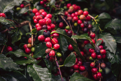 Finca Terrerito- Finca La Unica (Natural)