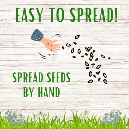 Dutch White Clover Seed