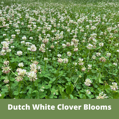 Dutch White Clover Seed